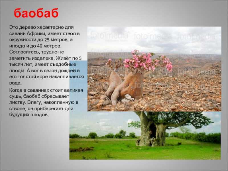 Саванна: где находится, климат, растения, животные, птицы