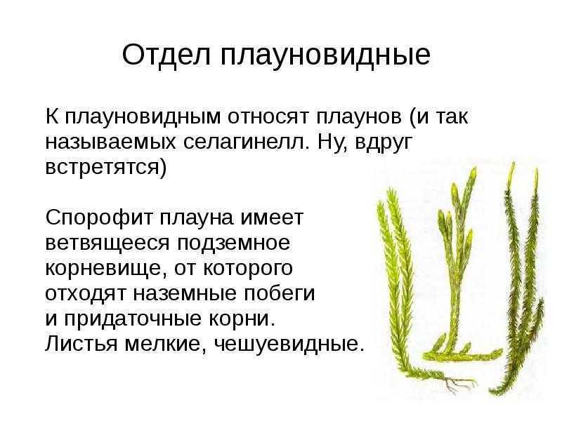 Хвощи и плауны – в чем различие, древние предки, значение