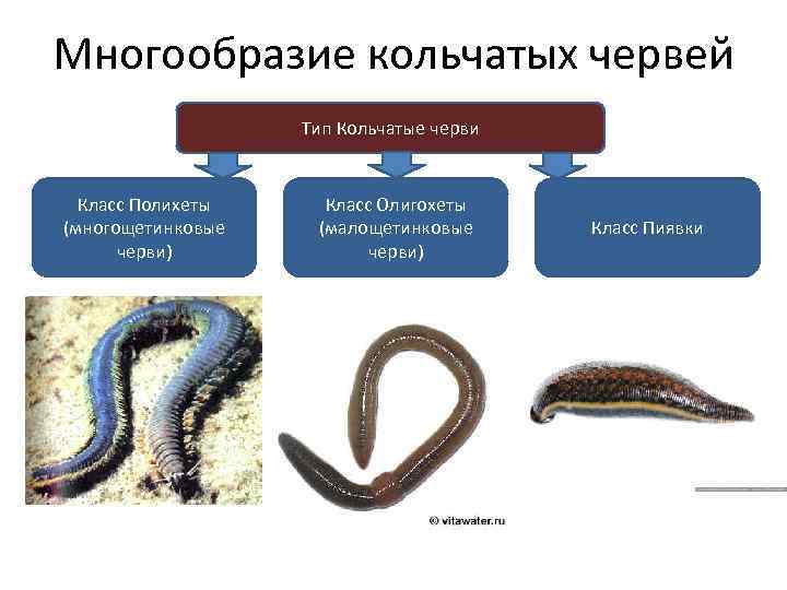 Презентация про кольчатых червей