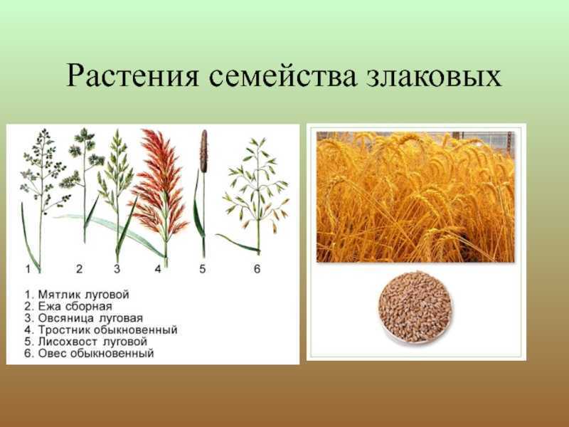 Культурные злаковые растения презентация