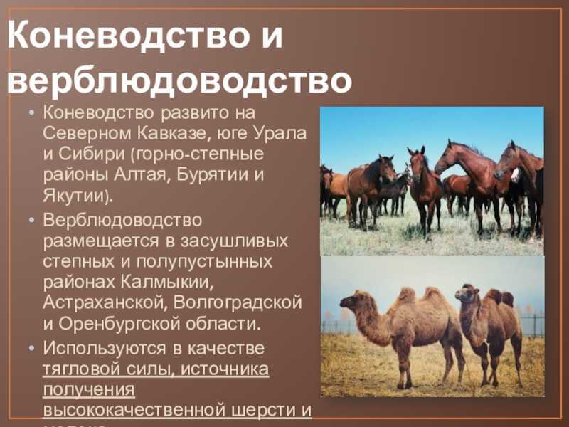 На выращивании каких культур специализируется северный кавказ. Животноводство коневодство. Коневодство и верблюдоводство. Отрасль коневодство. Коневодство отрасль животноводства.