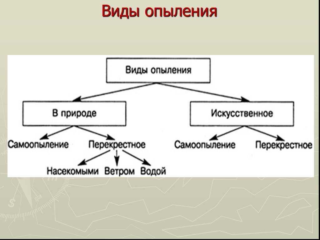 Схема опыления биология 6 класс