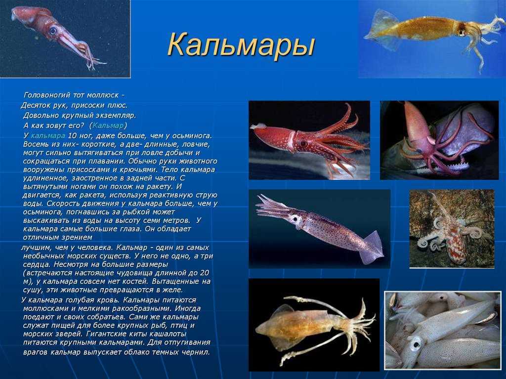 Кальмар среда обитания. Презентация на тему кальмары. Доклад про кальмара. Сообщение о кальмаре. Кальмар интересные факты.