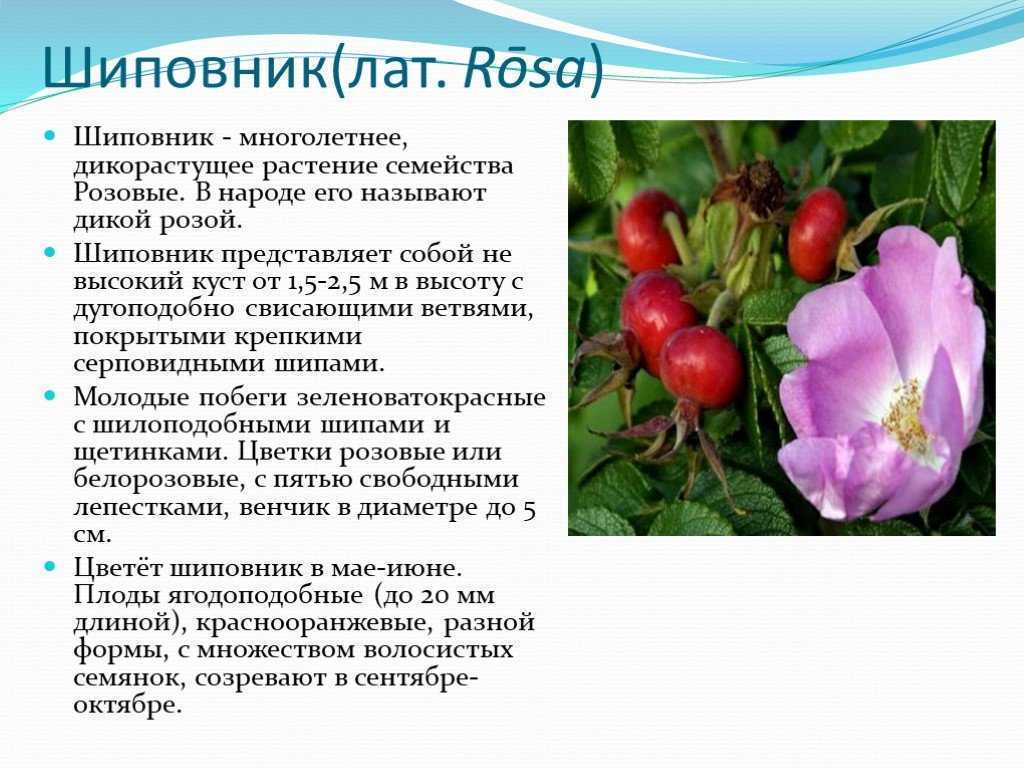 Розоцветные. бобовые
