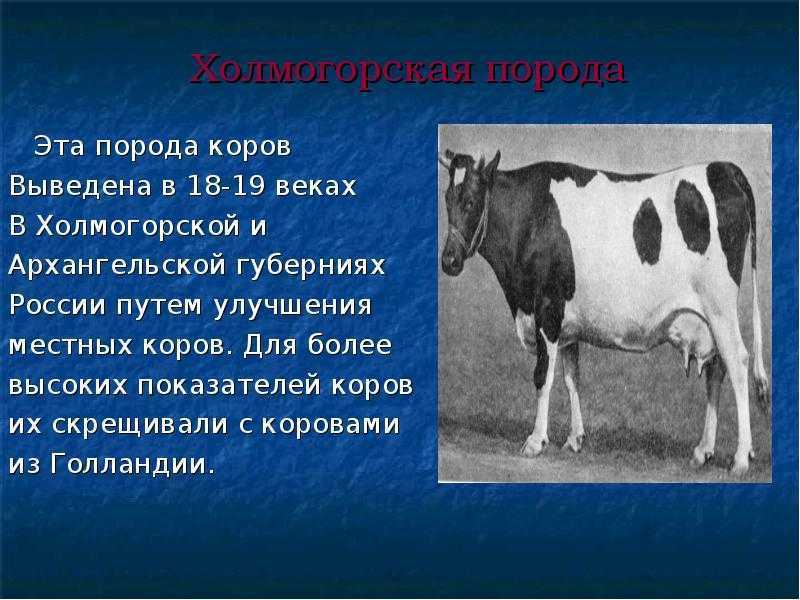 Корова