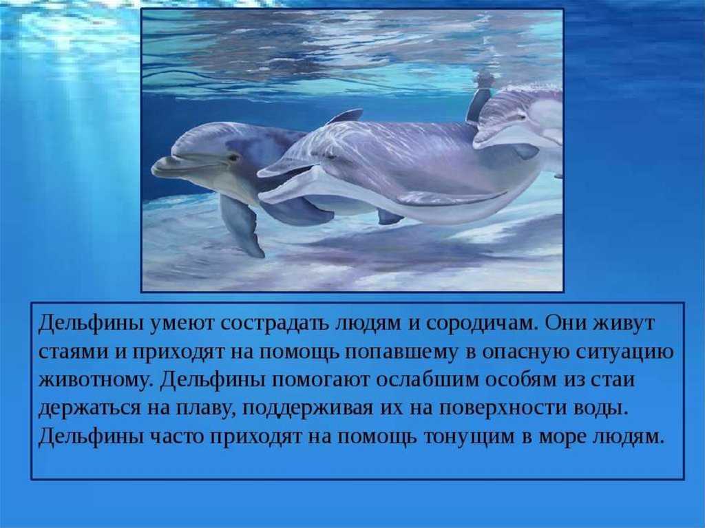 Дельфин живет лет. Доклад про дельфинов. Дельфин описание. Рассказ о дельфинах. Сообщение о дельфинах.