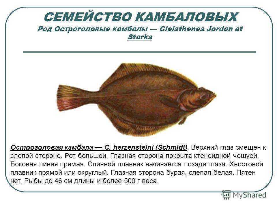 Камбала