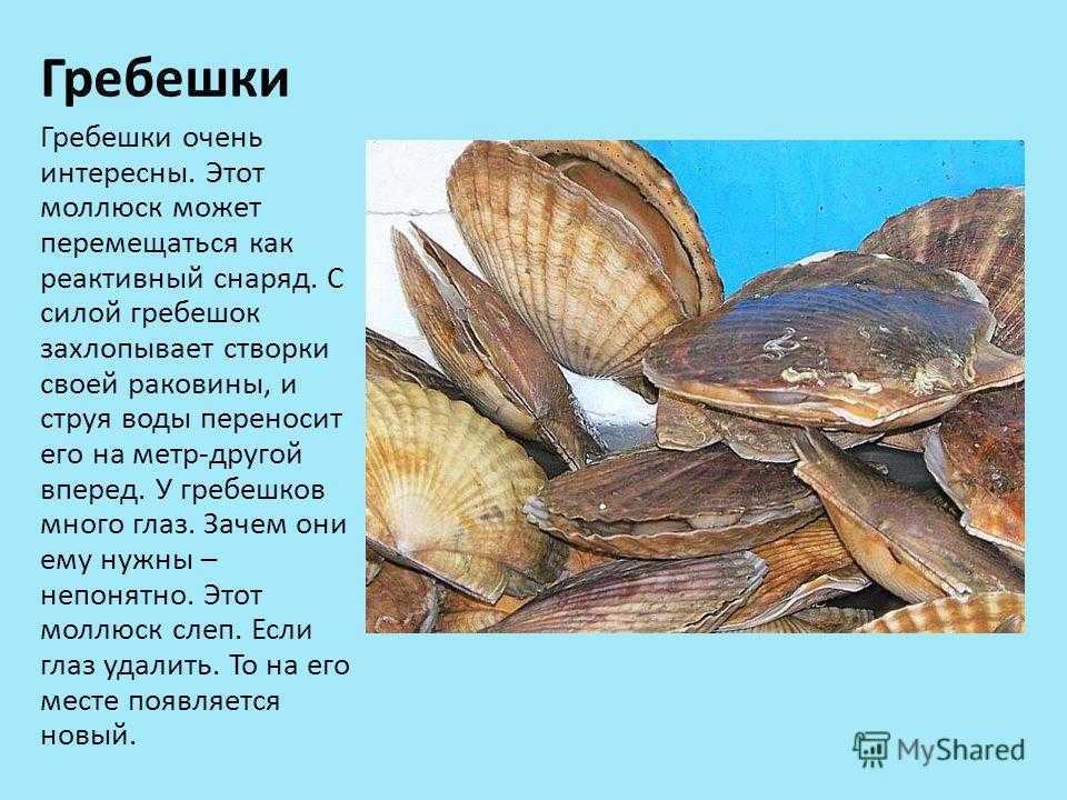 Почему моллюски. Гребешок Черноморский черного моря. Гребешок моллюск черного моря. Гребешок мидии черное море. Сообщение про моллюсков.