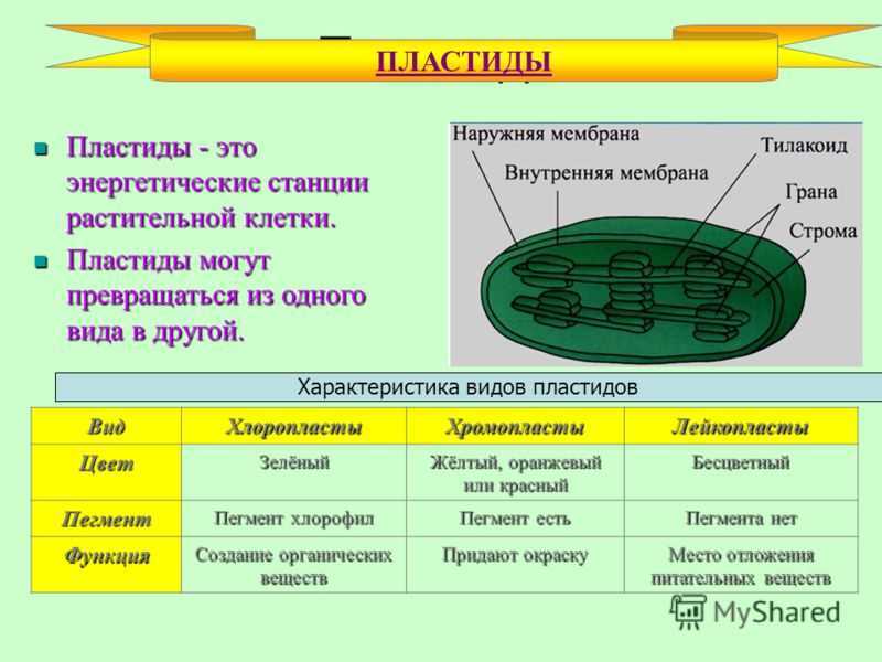 Какой цифрой обозначен хлоропласт ответ на рисунке