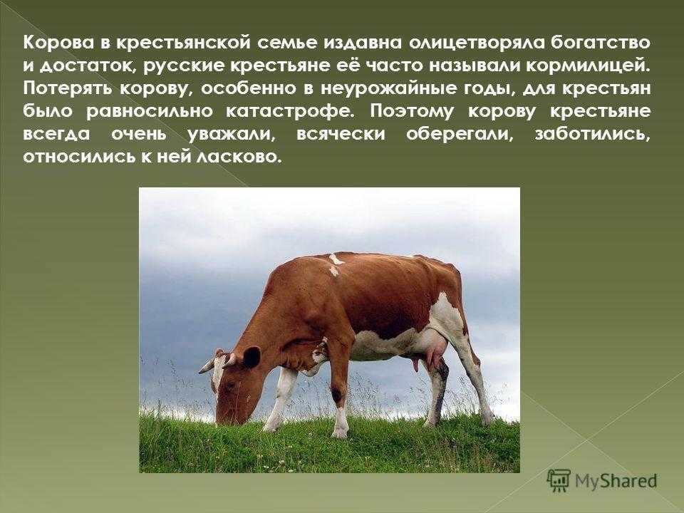 Корова – описание, породы, размножение, кормление