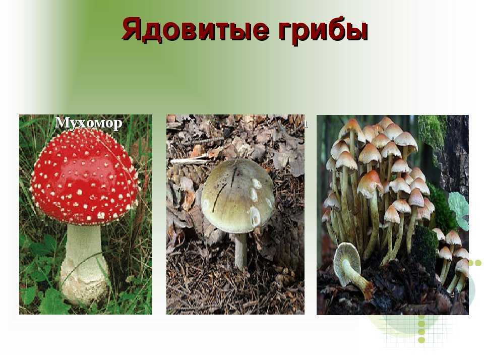 Ядовитые грибы
