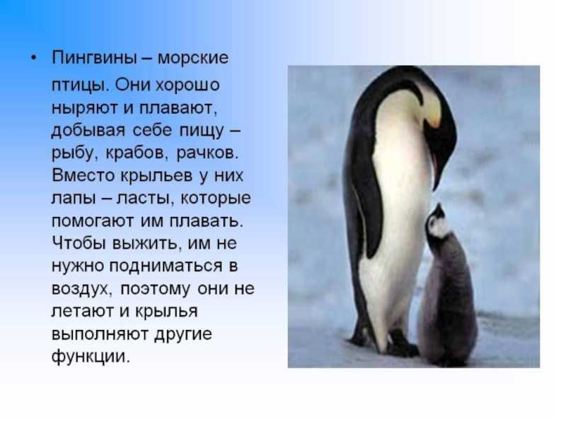 Рассказы про пингвинов для детей. Сообщение о пингвинах. Пингвин рассказ для 1 класса. Доклад про пингвинов. Пингвин короткое описание.