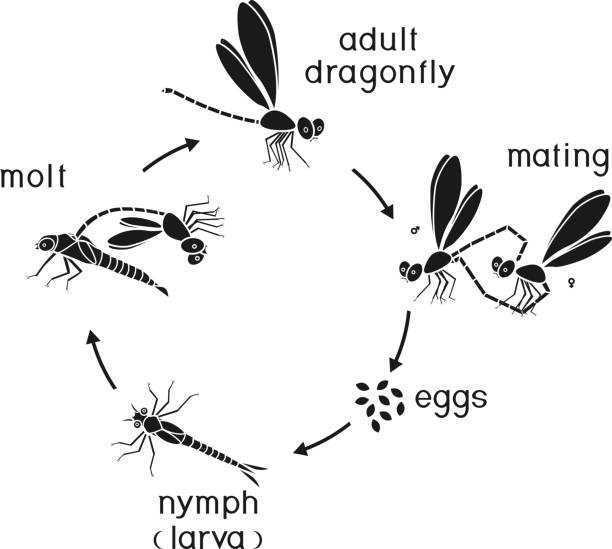 Схема развития стрекозы