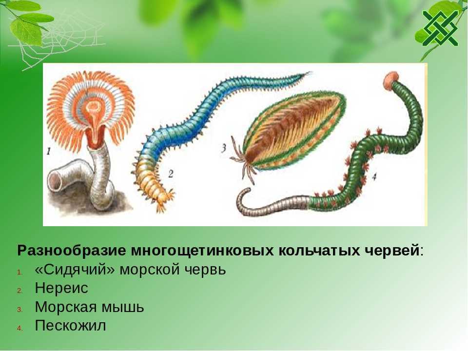 Малощетинковые черви, занесённые в красную книгу россии