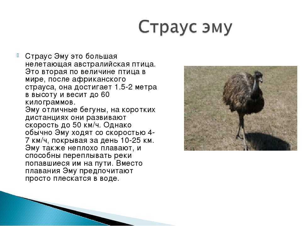 Страус эму