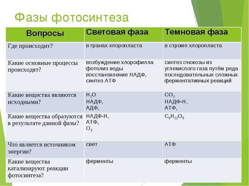 Фотосинтез 11 класс биология презентация