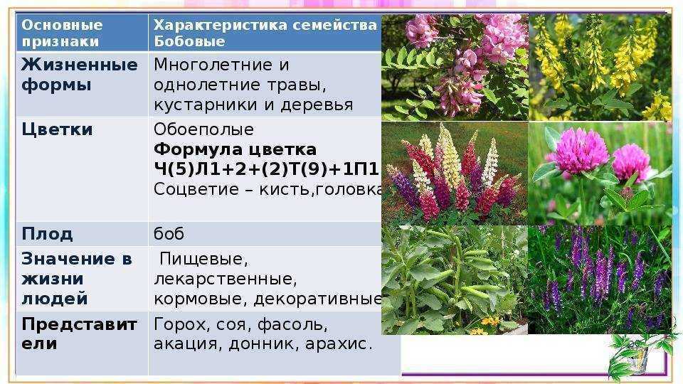 Боб (бобовые растения)