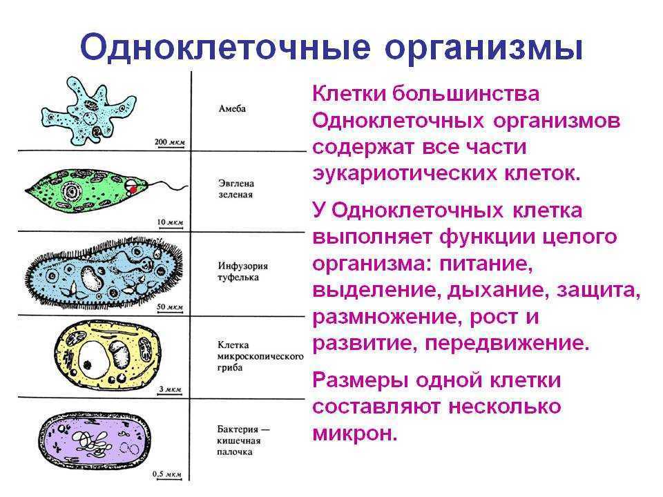 Функцию защиты выполняет. Протисты строение клетки. Эукариотические одноклеточные микроорганизмы. К одноклеточным микроорганизмам относятся. Строение клетки простейших.