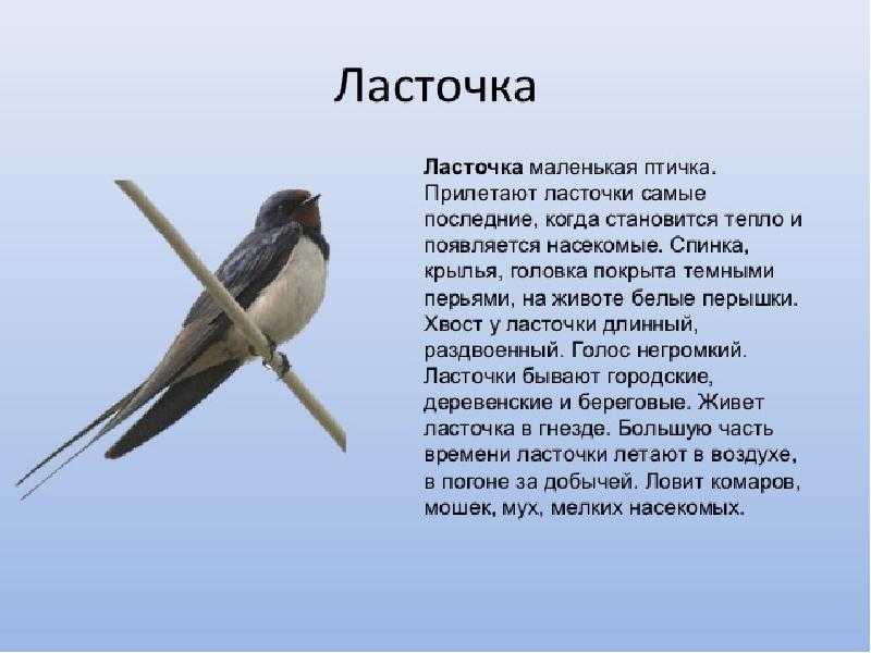 Кто такие птицы? классы и виды птиц - сайт по биологии
