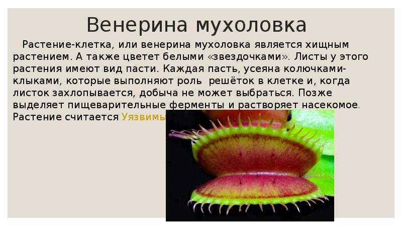 ✅ хищные растения: список, названия, описания, фото
