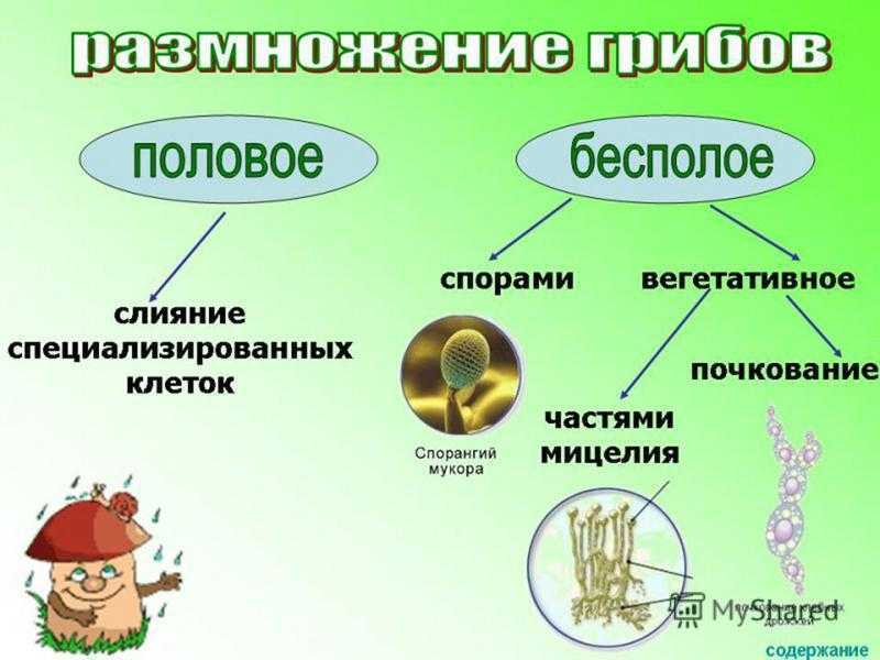 Грибы