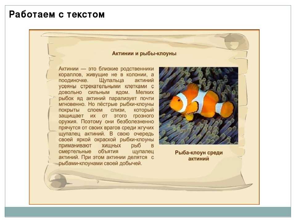 Все о рыбке клоуне, ее уходе и содержании