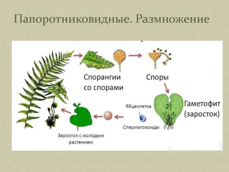 Признаки споровых растений