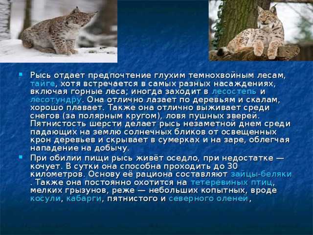 Всё о рыси
