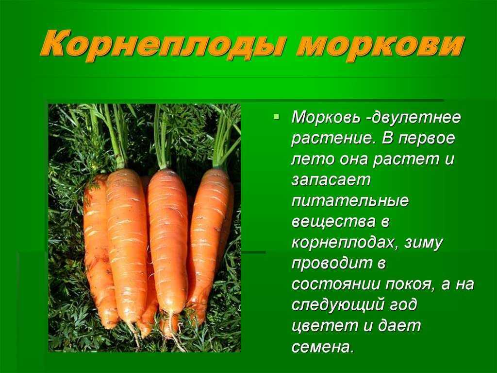 Проект про морковь