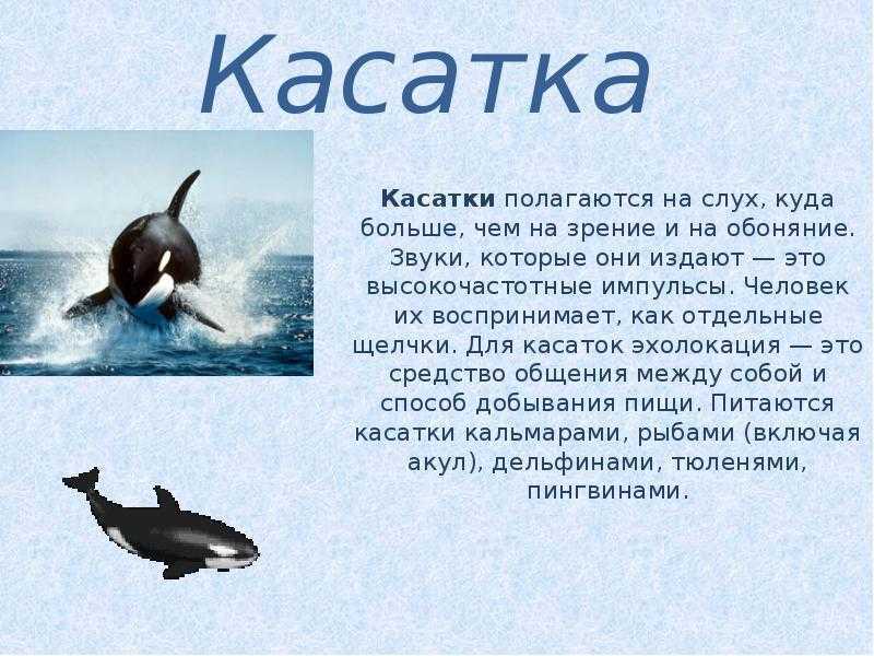 Косатка (orcinus orca) – кит семейства дельфиновых
