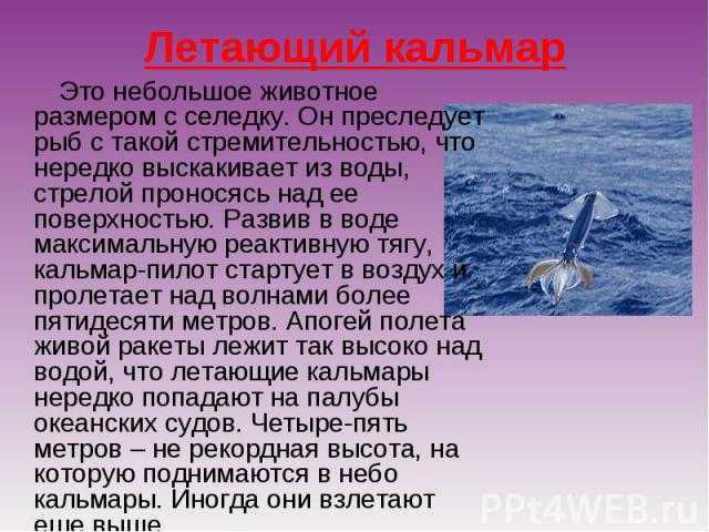 Основные виды кальмаров