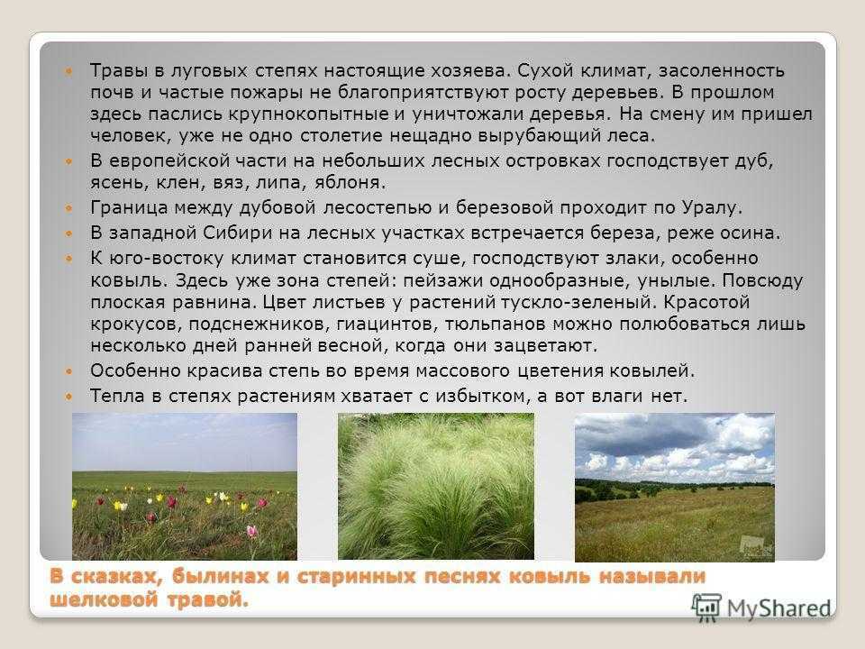Степная зона презентация. Растительность зоны степей в России. Природные зоны России степь. Сообщества растений степи.