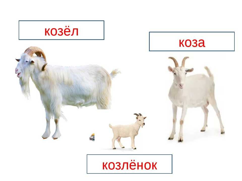 Слово козленок. Коза козёл козлёнок. Коза козел козленок семья. Коза с козлятами для детей. Карточка коза.