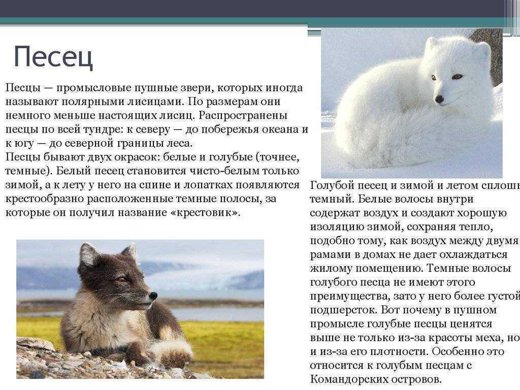 Песец – описание, образ жизни, питание, размножение