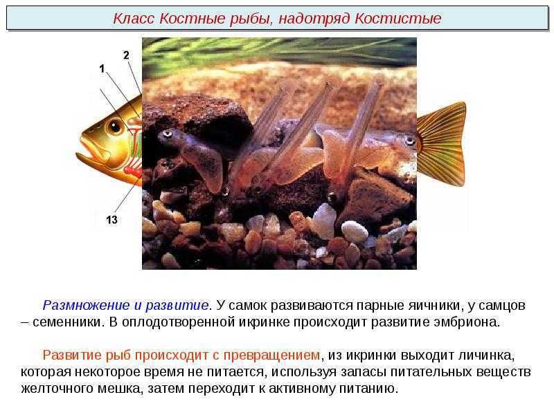 Позвоночные