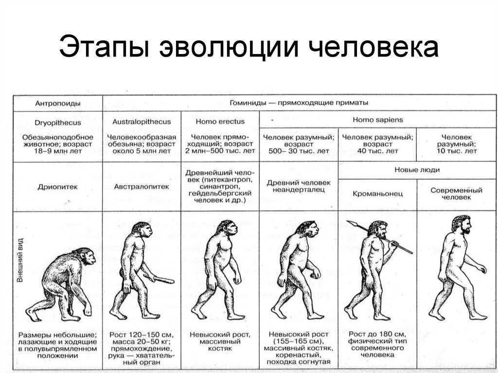 Составить схему факторы антропогенеза