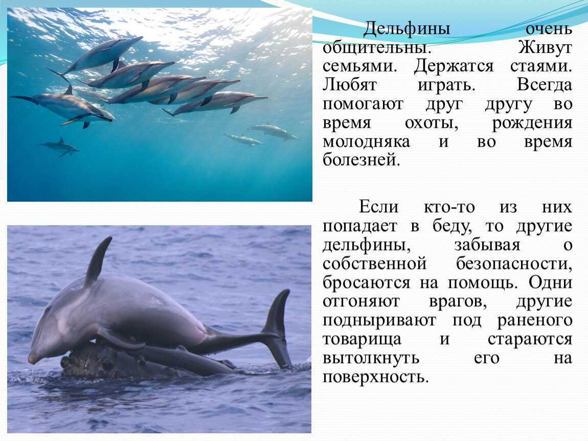Доклад сообщение на тему дельфины