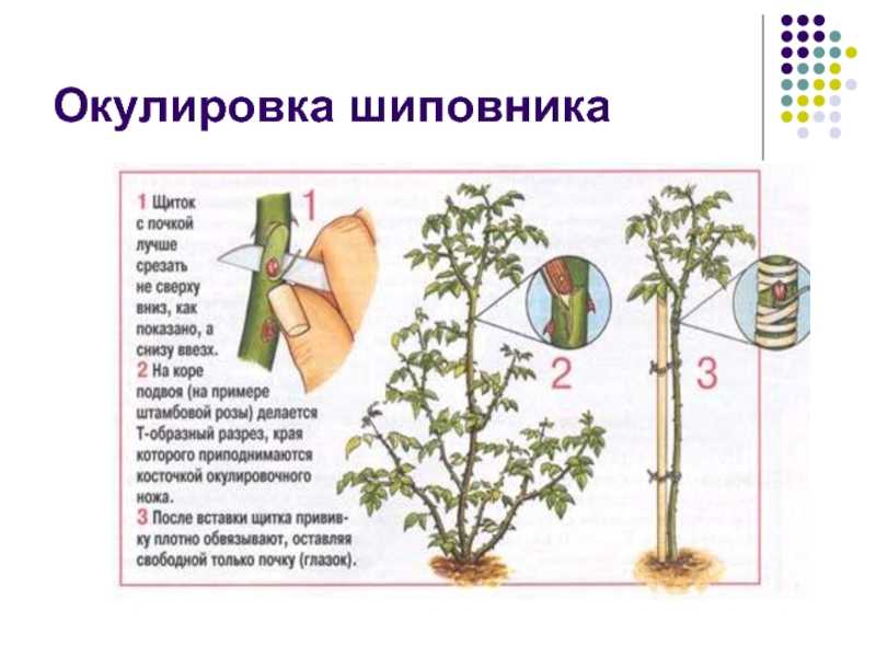 Размножение роз. Размножение шиповника черенками. Вегетативное размножение шиповника. Размножение шиповника отводками. Шиповник роза размножение черенками.