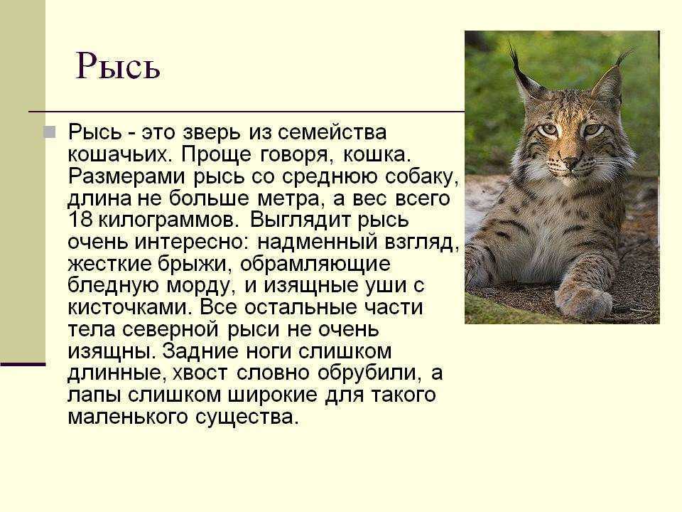 Сообщение про животных. Рысь краткая информация о животном. Доклад про Рысь. Краткое сообщение о рыси. Краткое описание рыси 4 класс окружающий мир.