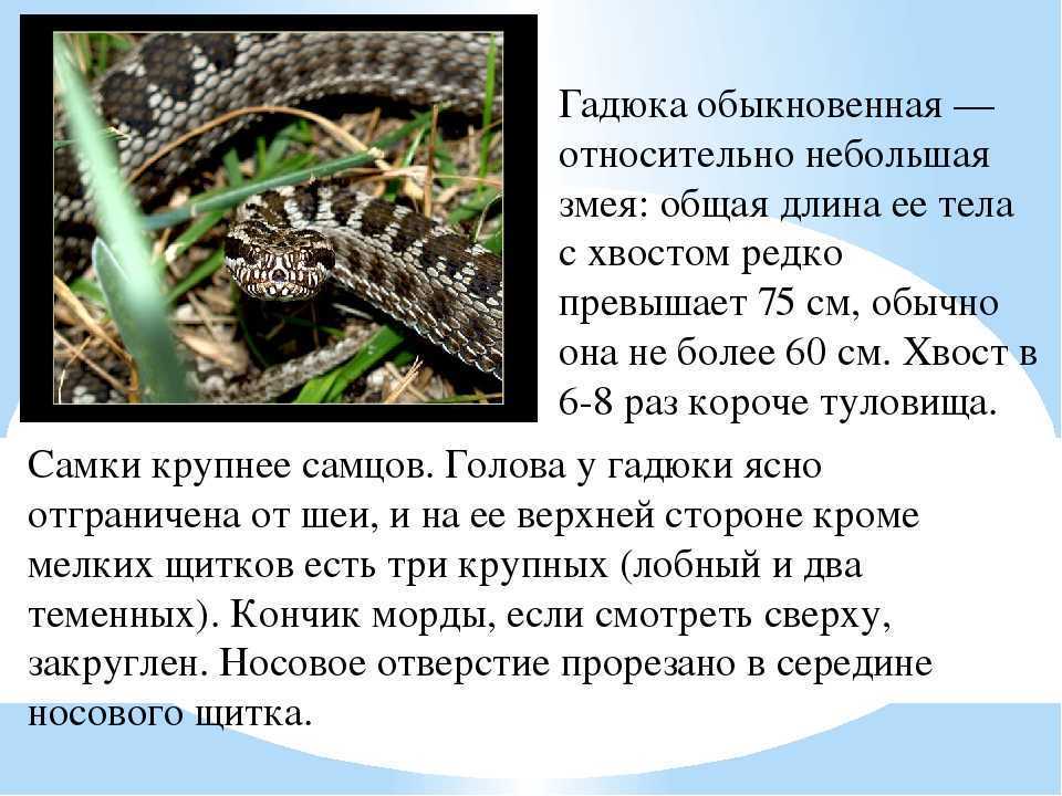 Сообщение про степную гадюку - описание вида, чем питается,  факты