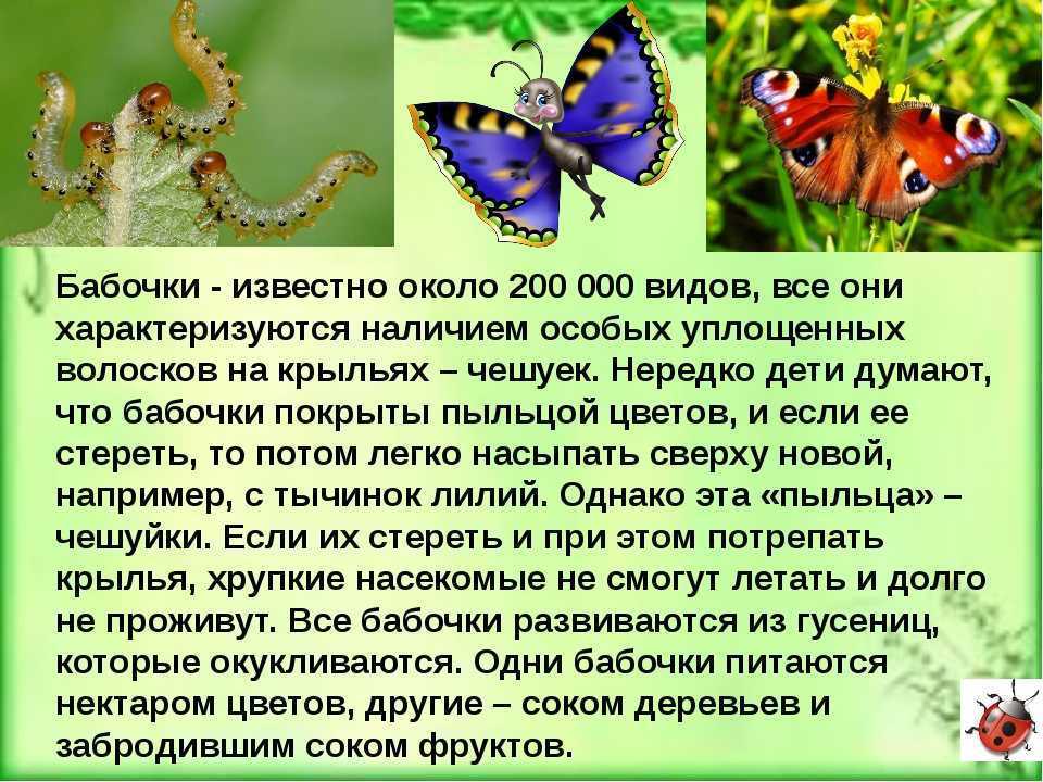 Какое значение бабочек в природе, | полезная информация для всех