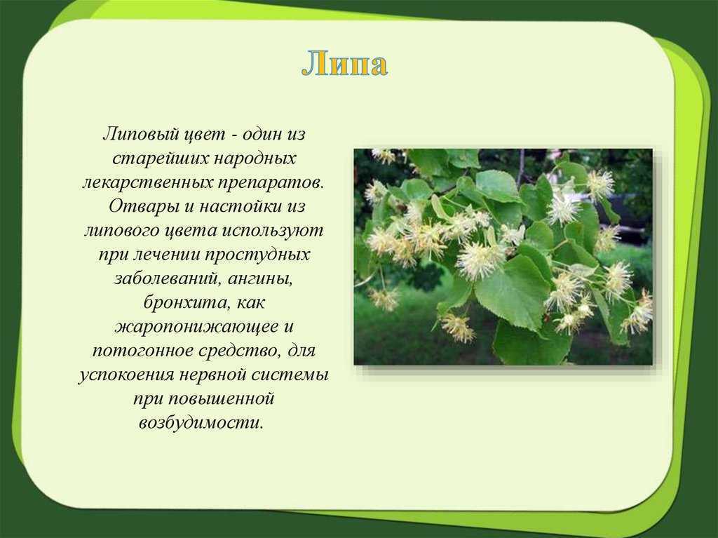 Липа (дерево): описание, виды, посадка и уход, фото