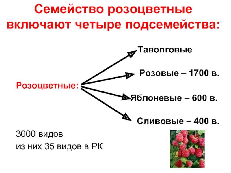 Значение розоцветных. Семейство Розоцветные описание. Семейство Розоцветные таблица. Характеристика семейства Розоцветные. Подсемейства розоцветных.