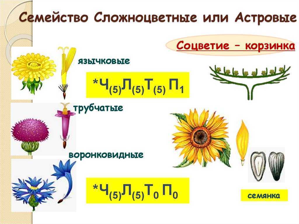 Семейство сложноцветных — характеристика, формула и строение цветка