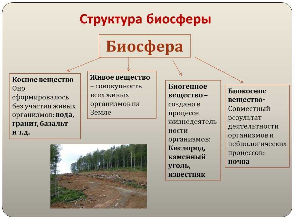 Три группы лесов. Структура биосферы живое вещество. Биосфера живое вещество косное вещество биокосное вещество. Структура биосферы и функции ее живого вещества. Структура и границы биосферы схема.