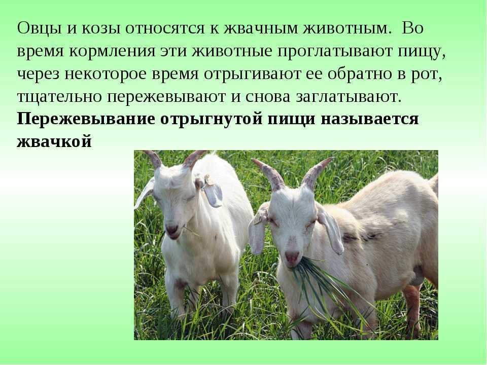 Сказка коза, про козу читать онлайн бесплатно