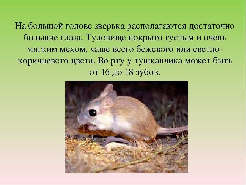Тушканчики