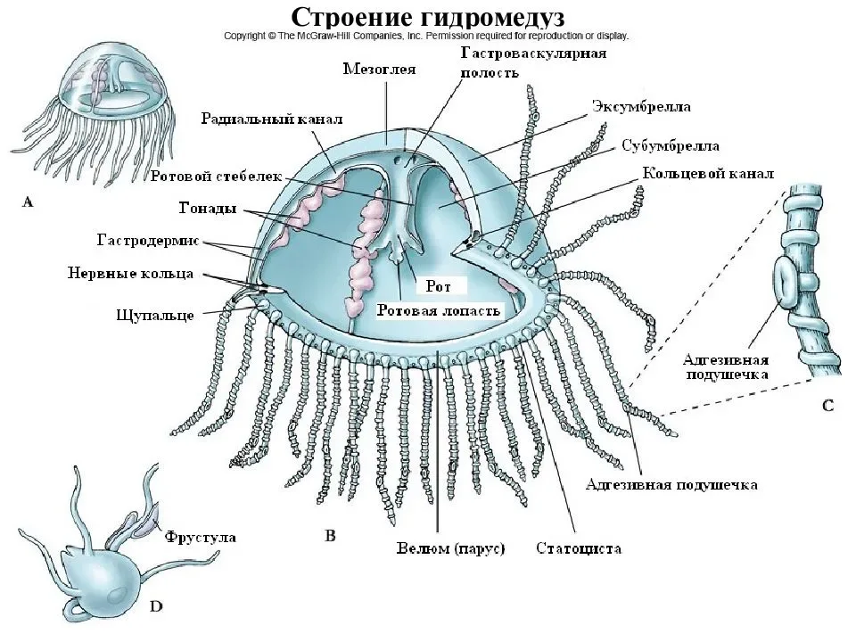 Интересные факты о медузах