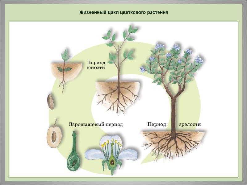 Схема развития растительного организма