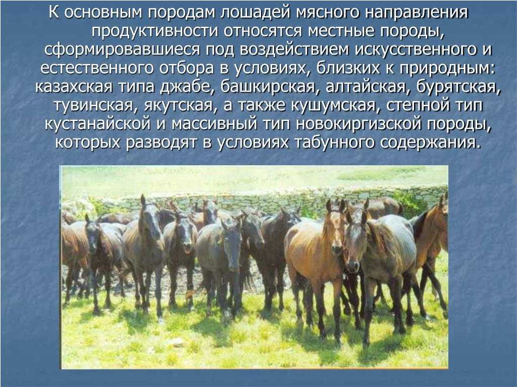 Продуктивные породы. Направления продуктивности лошадей. Животноводство лошади. Мясная продуктивность лошадей. Породы лошадей мясного направления.